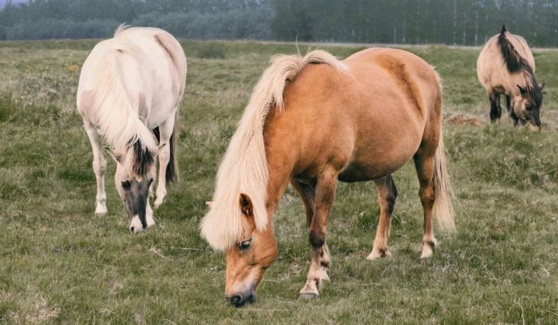 Trouver un modèle de grillage ligaturé high tensile pour enclos à poneys à Chartres dans le 28