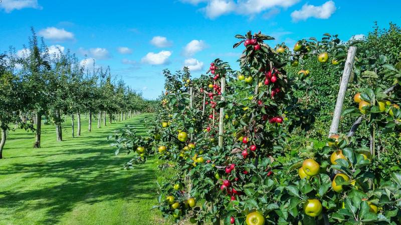 fil galvanisé haute résistance pour palissage arbres fruitiers proche Les Andelys (95)