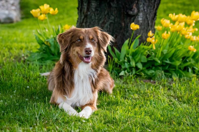 Vente et livraison de grillage résistant pour chien fugueur hauteur 2m à Orléans dans le 45