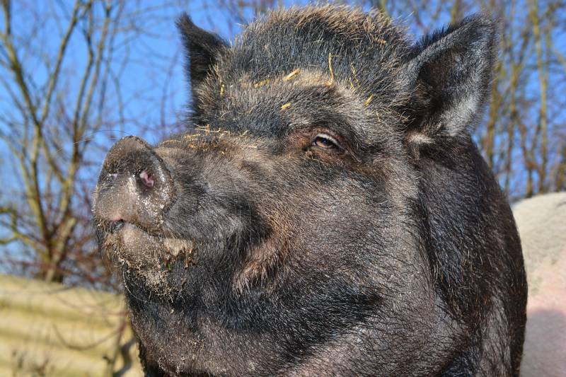 Mettre du grillage autour d'un champ pour eviter les degats de sangliers à Lille 59