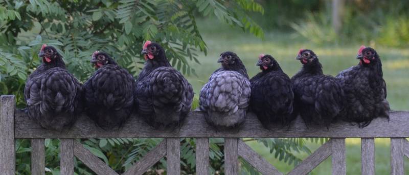 grillage à poule noire porche Strasbourg Alsace