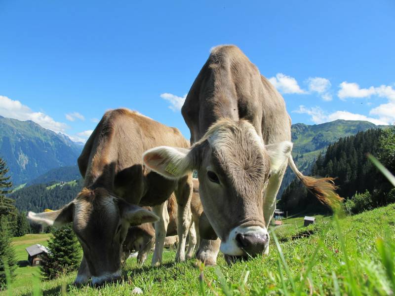 fournisseur de cloture pour bovins proche Chambery, 73 savoie