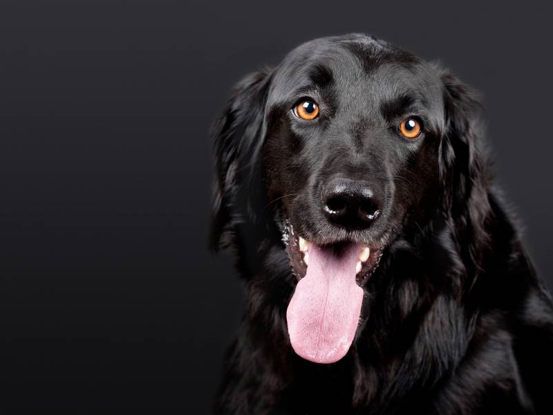 Acheter près de Troyes dans le 10 un grillage pour chien anti fugue