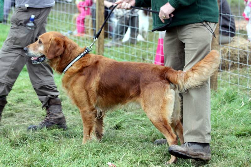 clôture pour par d'entrainement pour chien proche Tulles Corrèze 18000