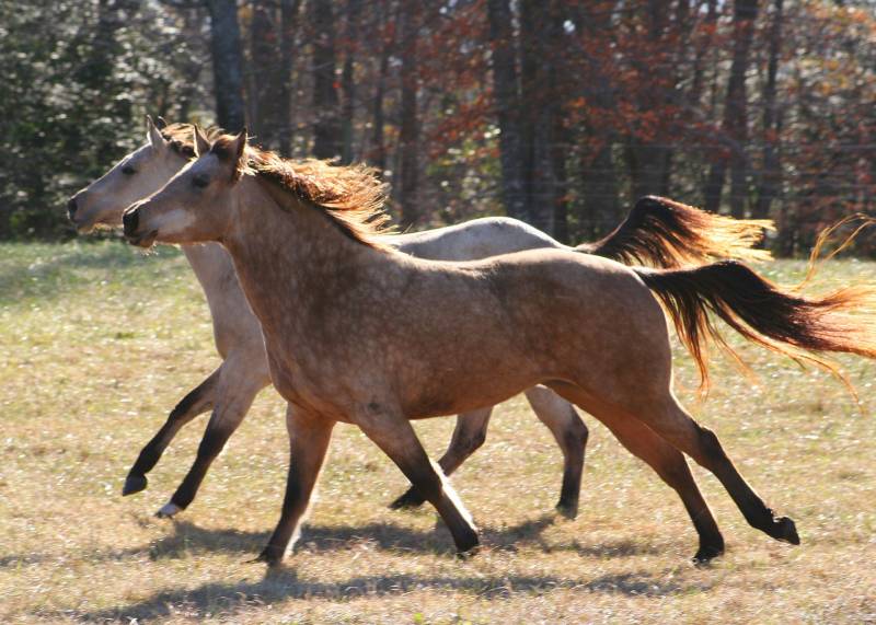 Cloturer un herbage pour chevaux à Toulouse 31