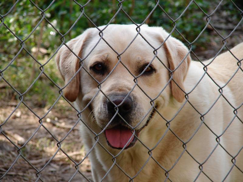 commande de rouleau grillage résistant pour chien proche Ussel, Argentat, Tulle (18) Corrèze