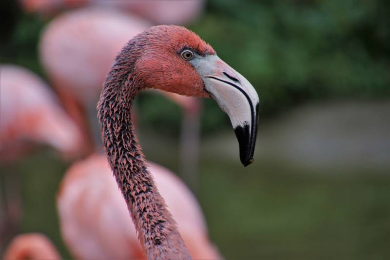 grillage de protection animaux exotiques Breatagne, Normandie et Paris IDF