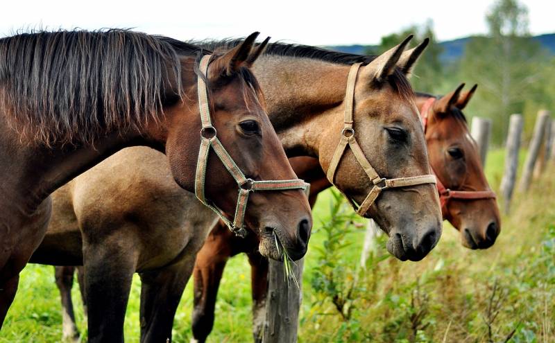 Clôturer la pâture de chevaux à Beauvais dans le 60 avec un grillage haute résistance hauteur 1100mm