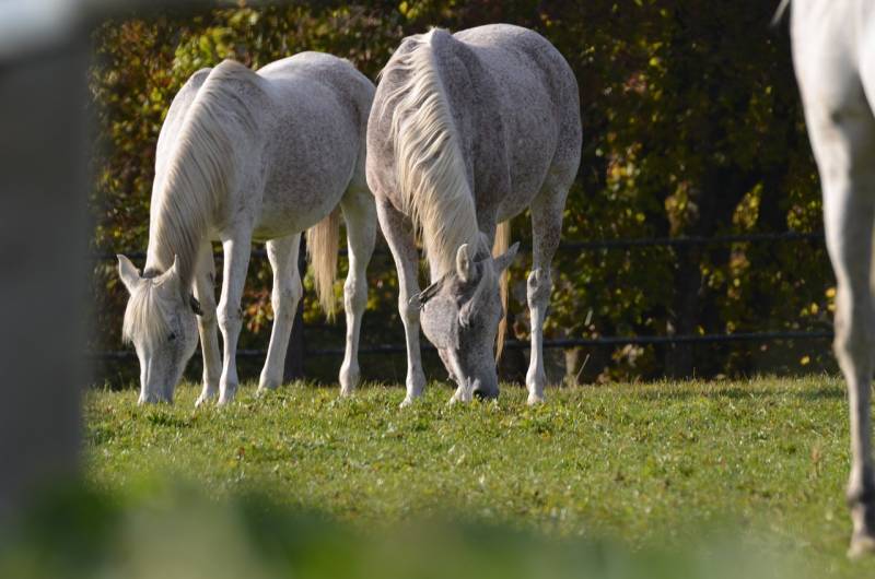 Grillage de protection anti sangliers pour enclos à chevaux à Beauvais dans l'Oise