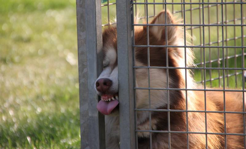 Installer une clôture très résistante pour gros chiens près de Reims 51