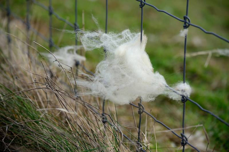 clôturer un enclos à moutons pour eviter les visites mal attentionnées près de Caen 14