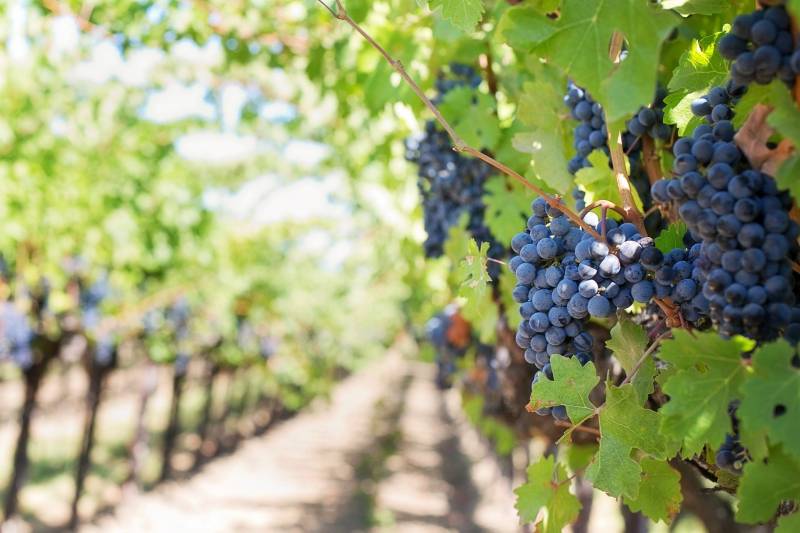 Installer une clôture autour de mes vignes près de Bordeaux 33