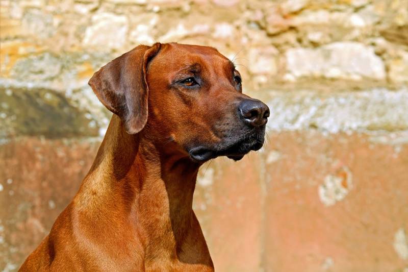 Acheter du grillage pour chien anti fugue avec livraison à Orléans dans le 45