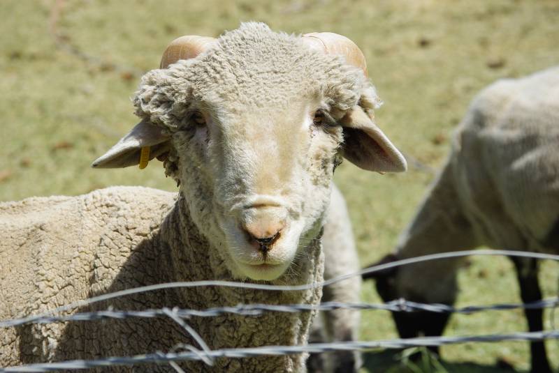 Clôturer un élevage de moutons pour éviter les intrusions près de Lille 59